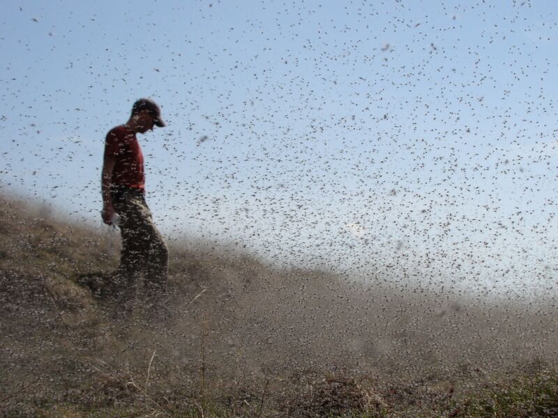 Fishsing Insect Just Getting Started? A Quick-Start Guide for Beginners! - USAngler