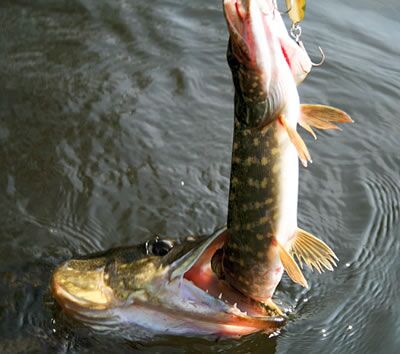 Esox Lucius