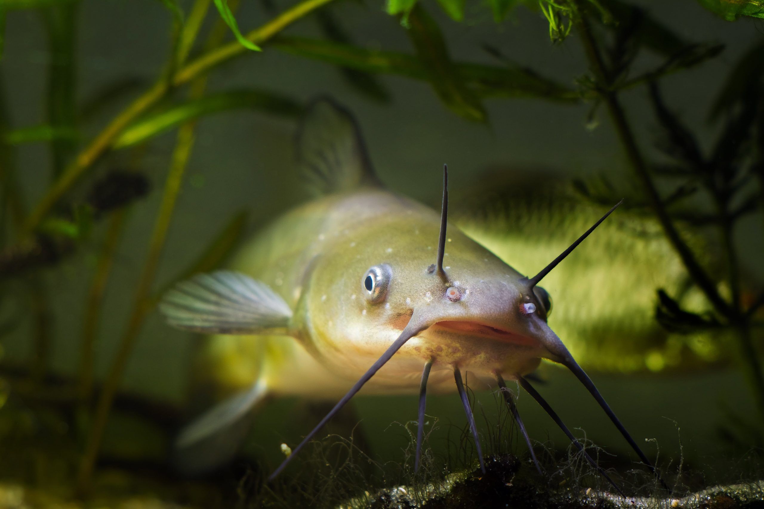 Channel Catfish - NDOW