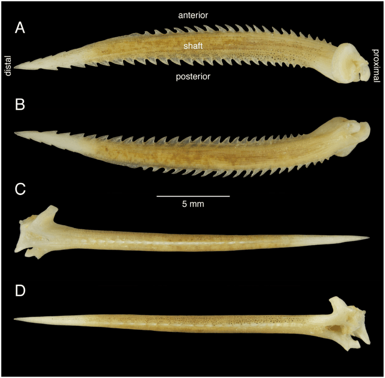 Overbite Fish Do Fish Bite? - All You Need To Know For The Most Common Species - USAngler