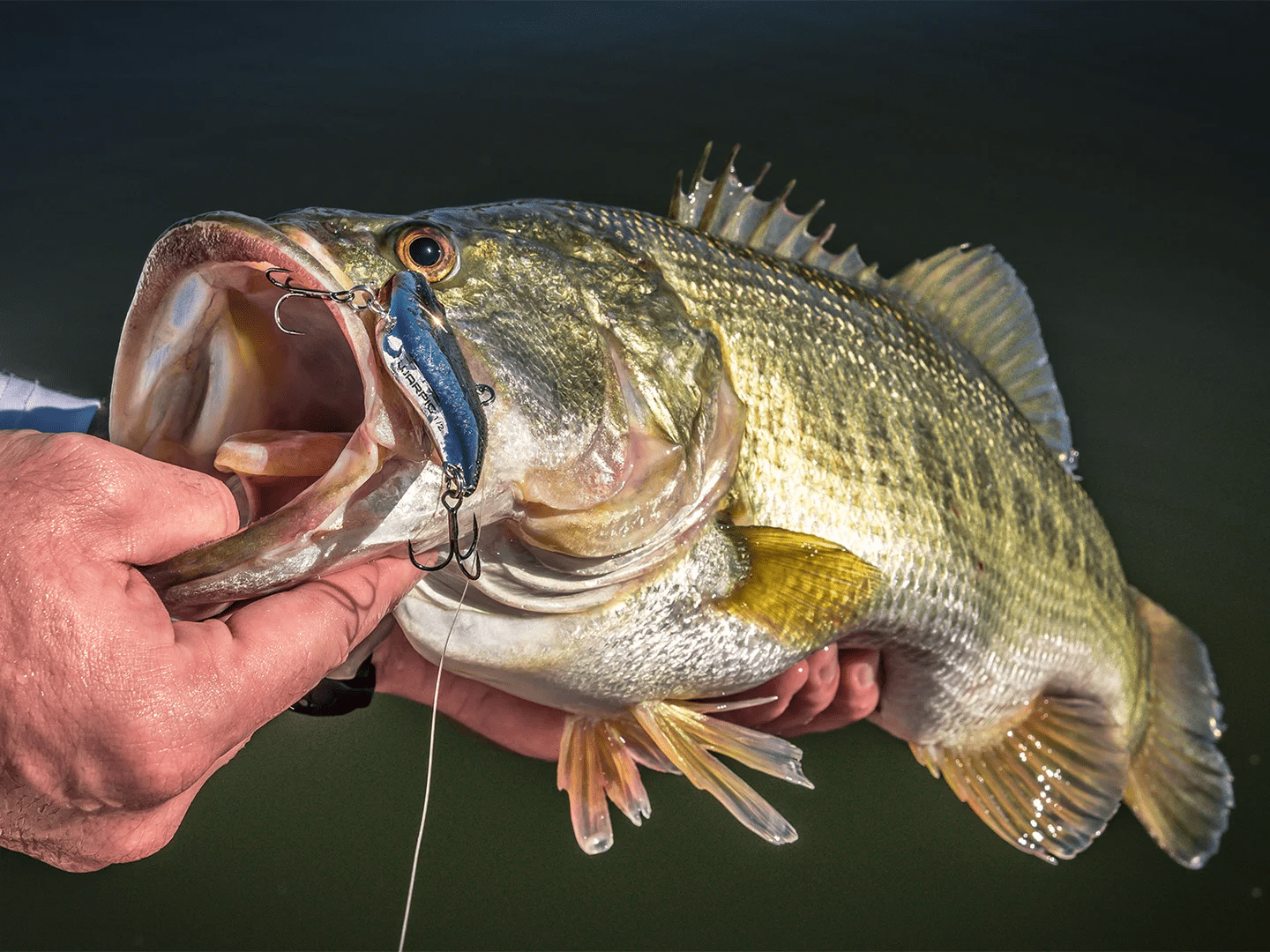 Fish Biting Insects Do Fish Bite? - All You Need To Know For The Most Common Species - USAngler