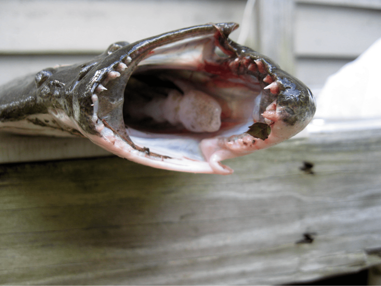 Will Reed Fish Bite Do Fish Bite? - All You Need To Know For The Most Common Species - USAngler