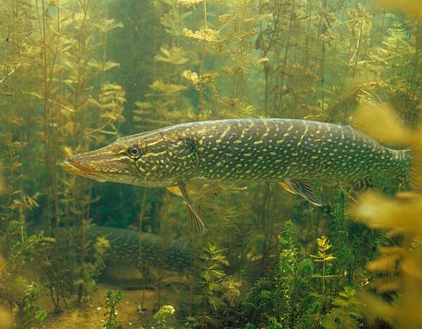 WEED EDGE PIKE with VIDEO | Wawang Lake Resort