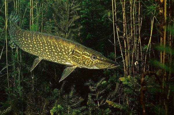 PIKE -- a lean, mean, fighting machine