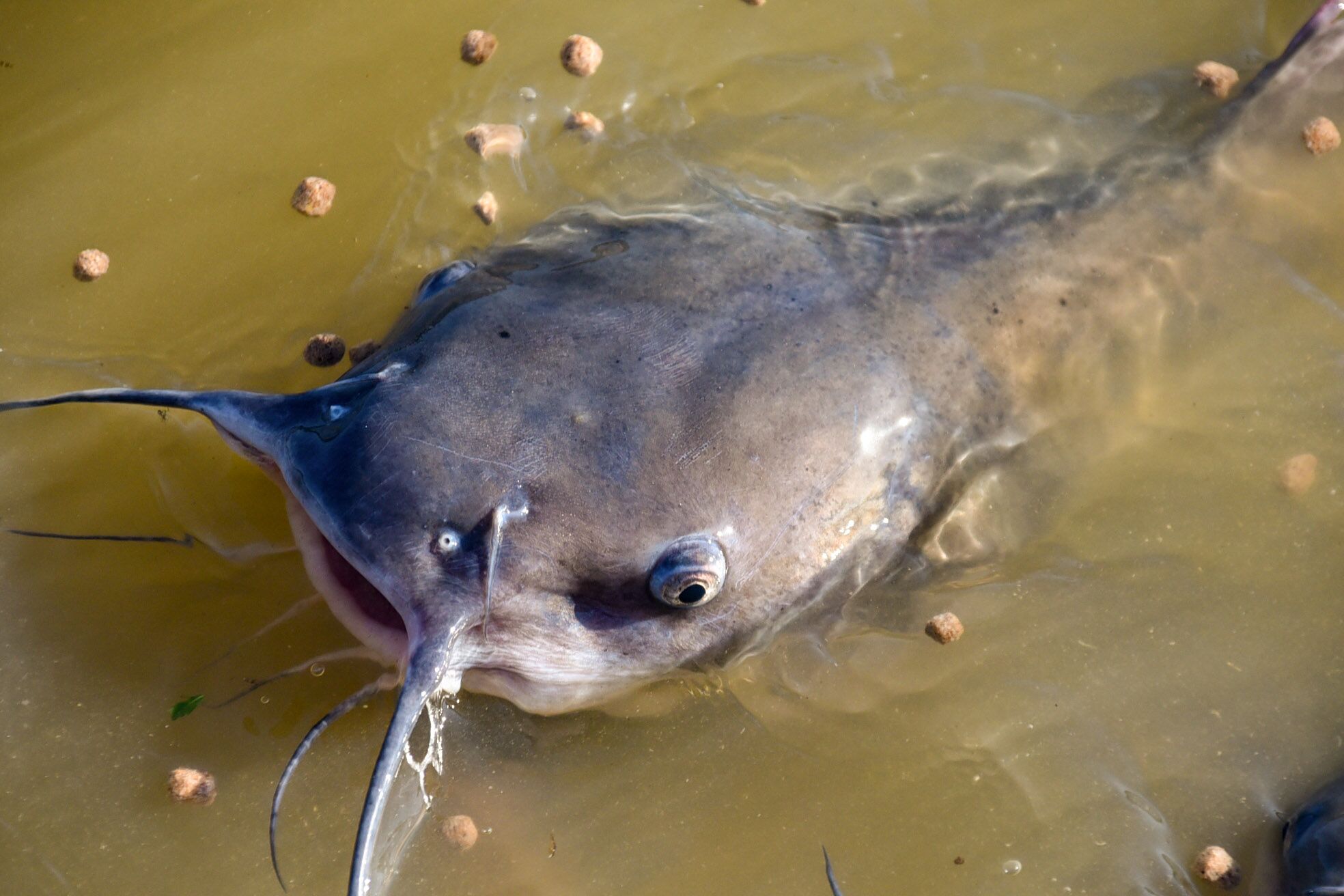 Channel Catfish | FWS.gov